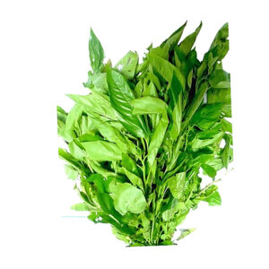 Ewedu Leaves