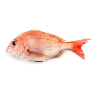 Red Bream Fish