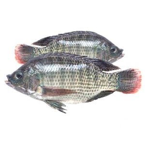 Tilapia Fish
